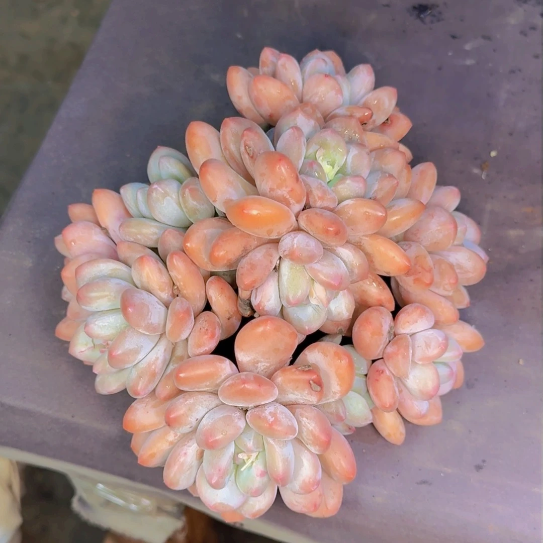 用****4多肉植物的生长发育和