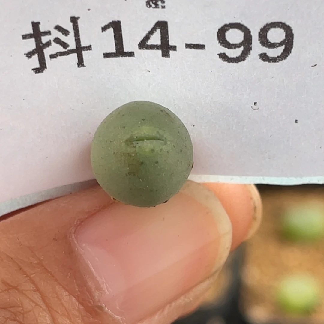 14-99鸭嘴兽苗多肉植物