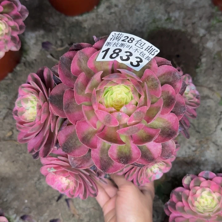 1833荔枝多肉植物