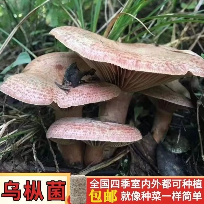 野生乌枞菌新鲜菌种家种包阳台丛菇青碟菌松树菌黄碟菌松菌菇速产