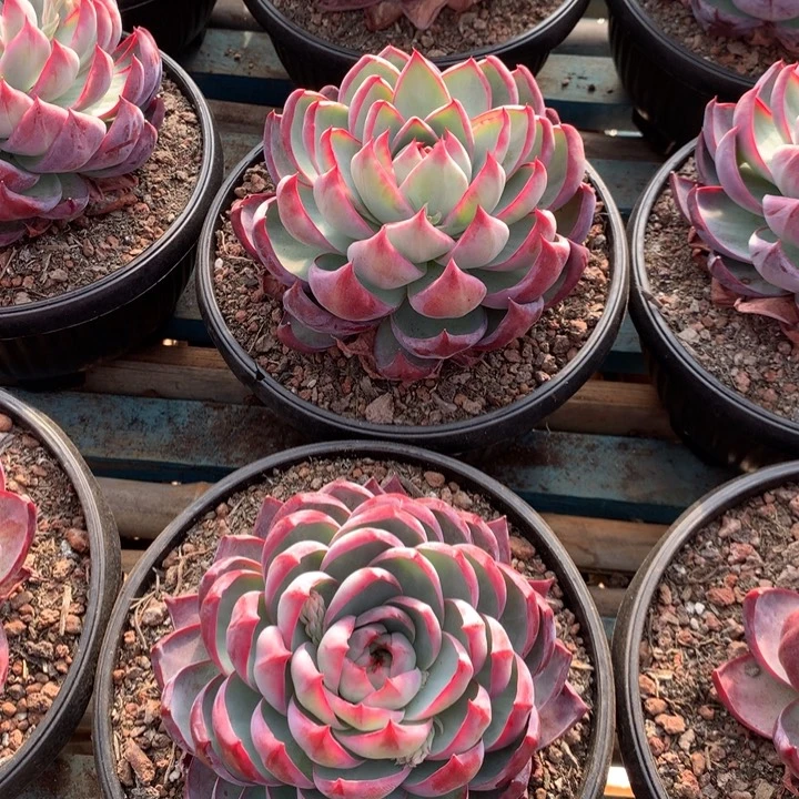 超大惊鸿仙子多肉植物19.99