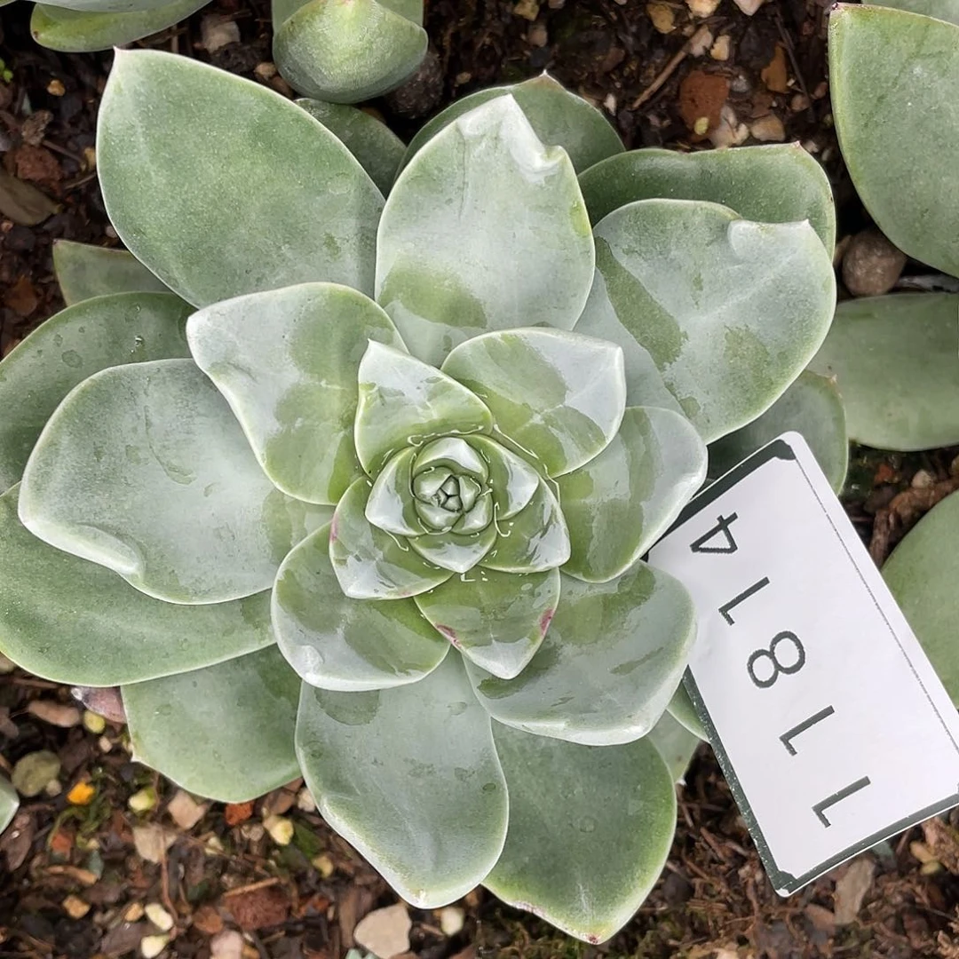 墨西哥大花朵苹果叶11814