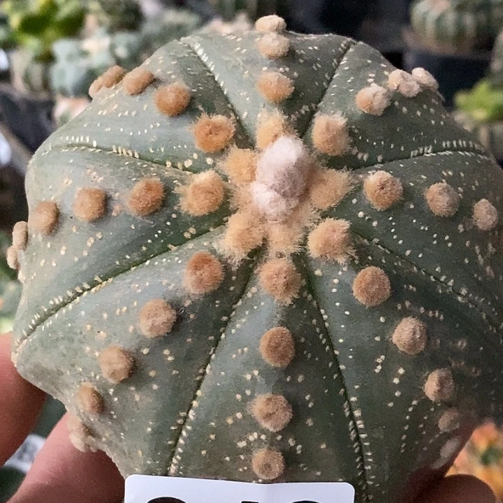 无花朵米字连尤海星兜949