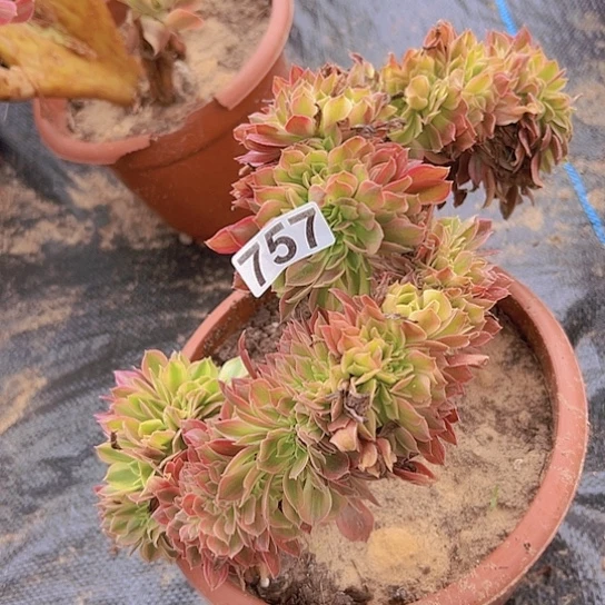 带****多肉植物一个斑斓