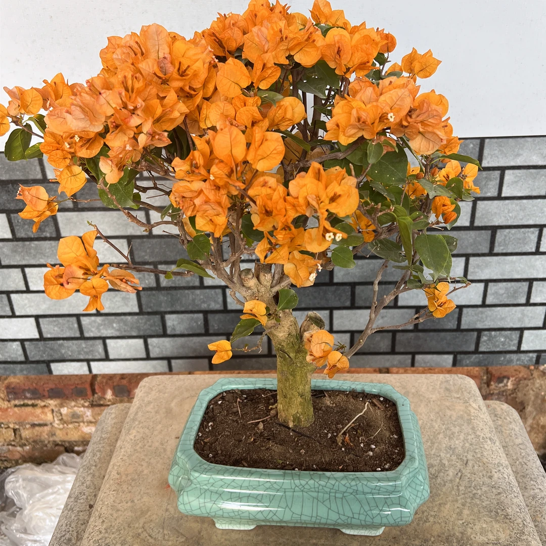 【艺景园花花公子专用】加黄造型盆景原生老桩好养勤花S-1