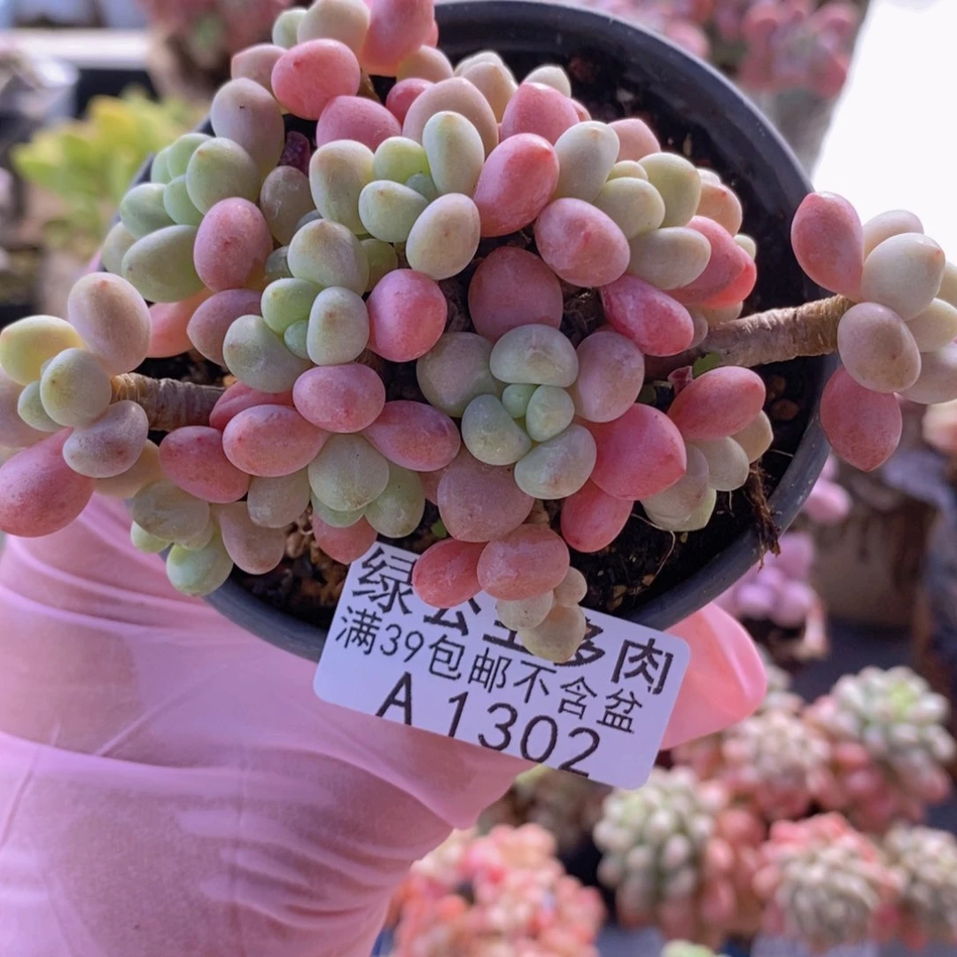 鱼子酱老桩8cm1302多肉植物