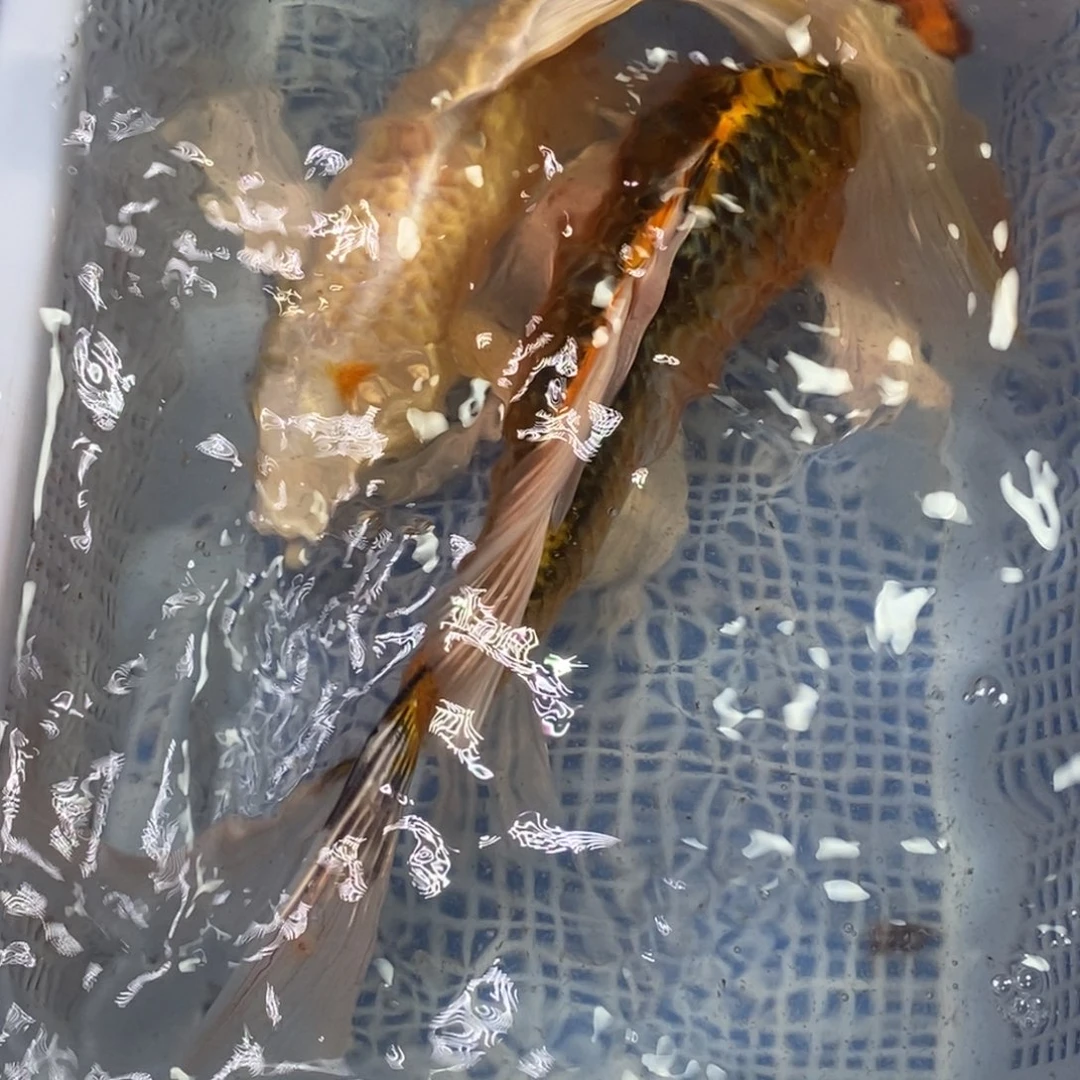 锦鲤冷水锦鲤包邮