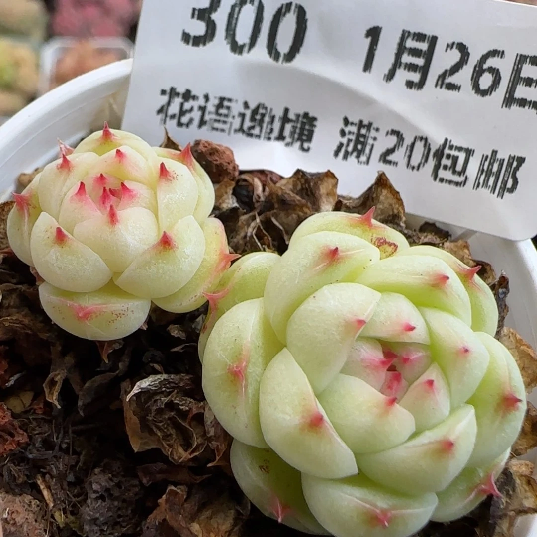 花语逸镜0126-300