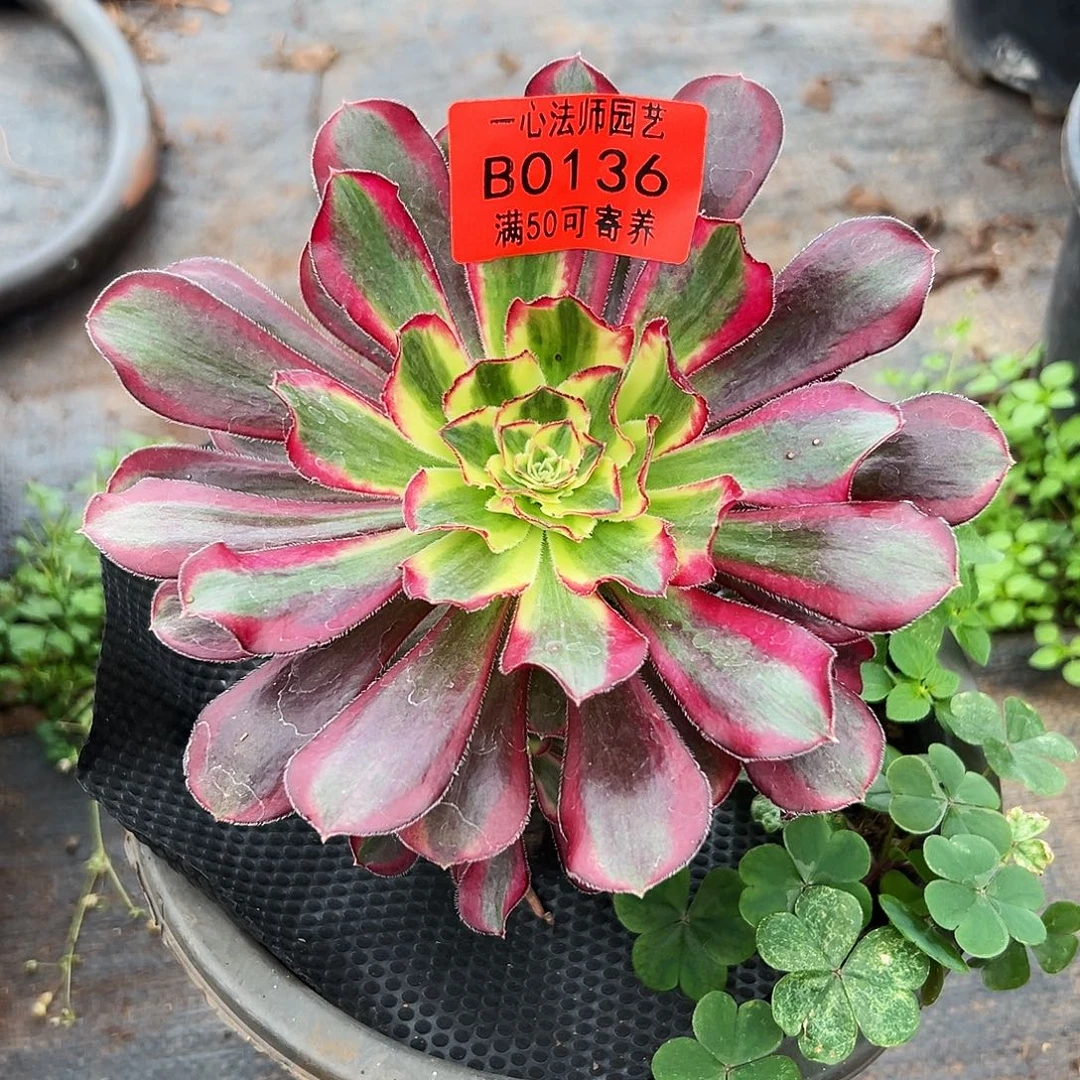 多肉植物冰淇淋0136