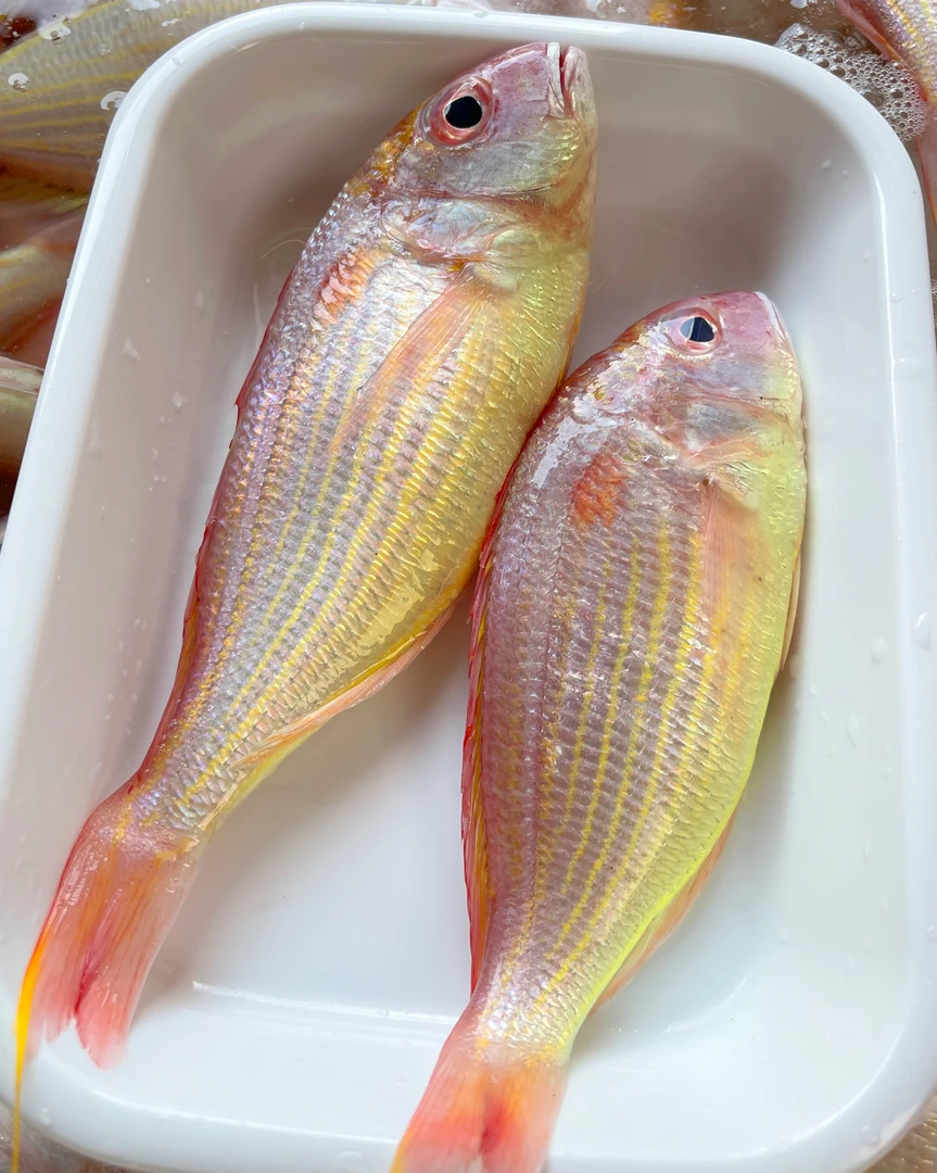 海钓红杉鱼  红三鱼 天然海鱼 速冻发货 顺丰包邮