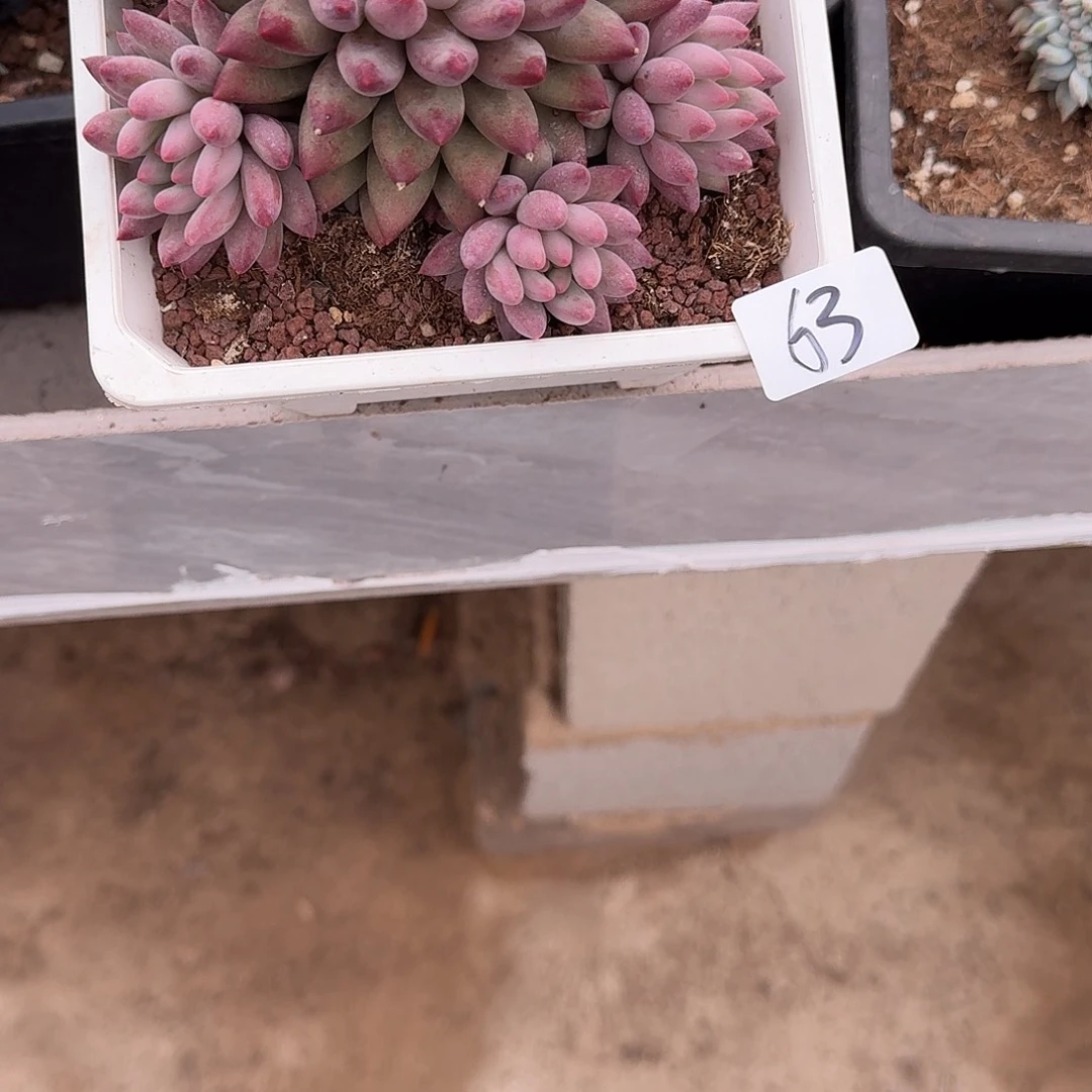 铭*?63 号虞美人多肉植物 00000