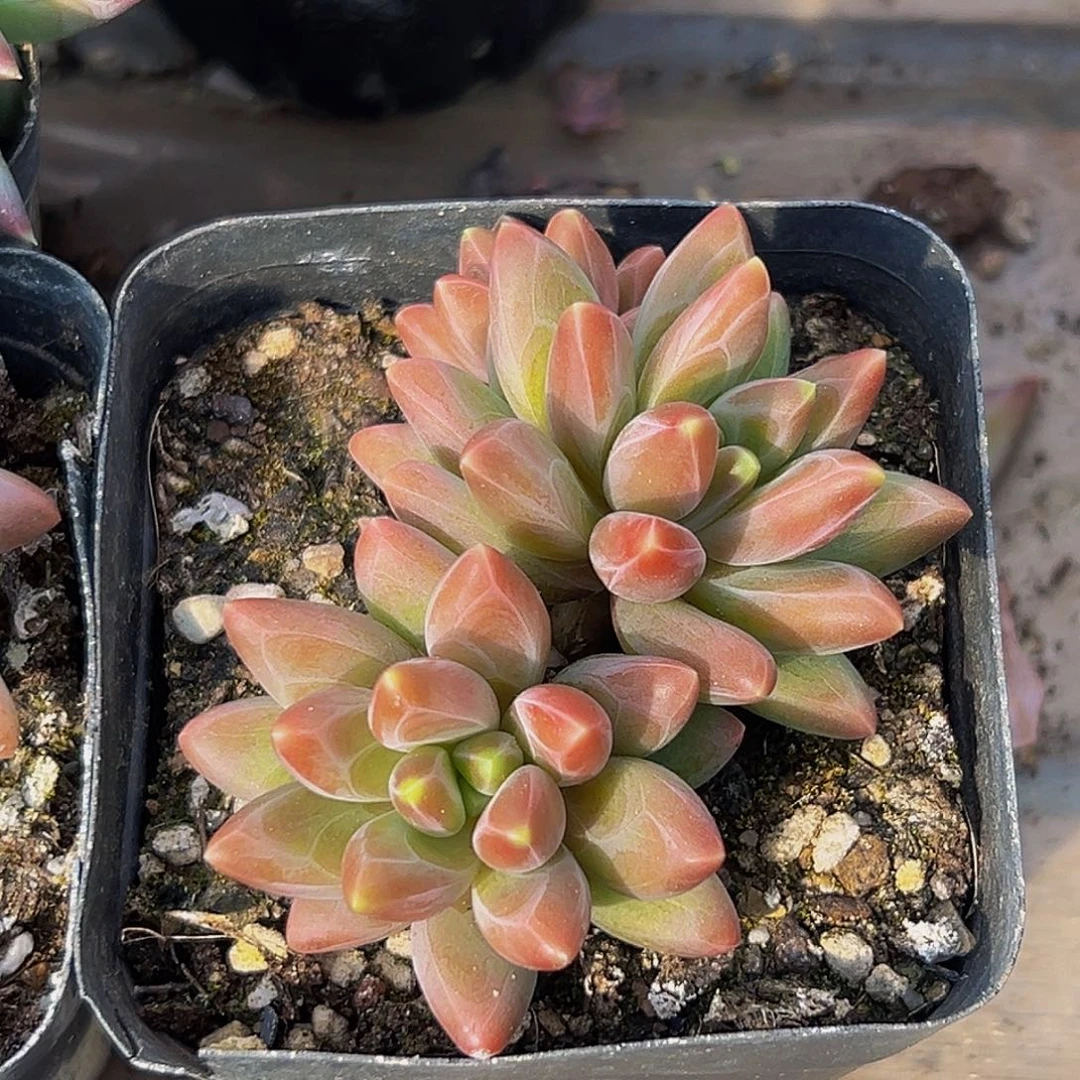 宝***儿美美精品多肉美人系