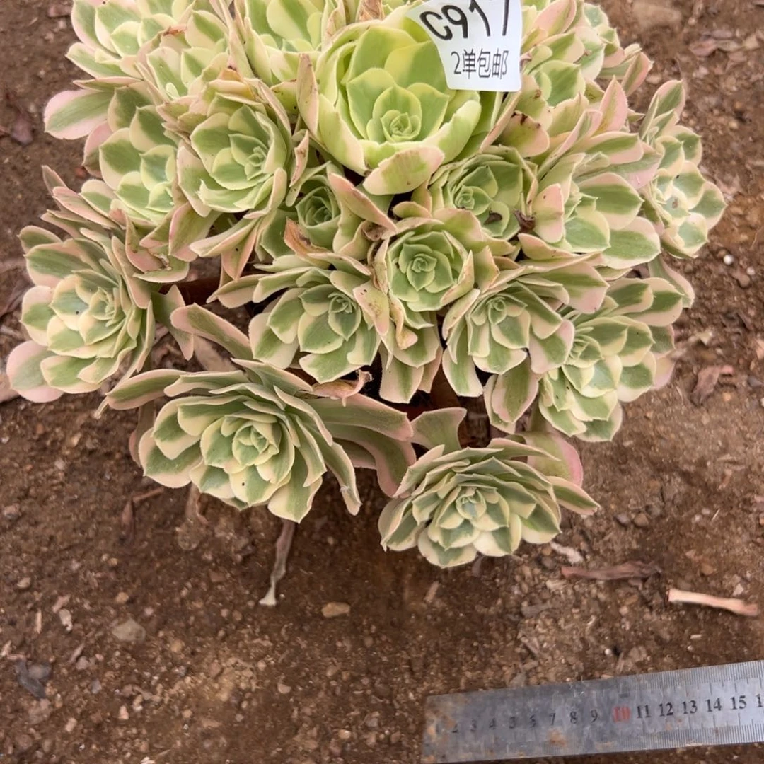 917多肉  女巫 不包断头