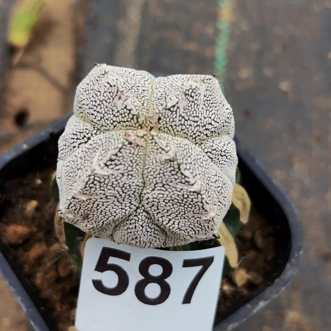 无花朵福利四棱龟甲恩中v587