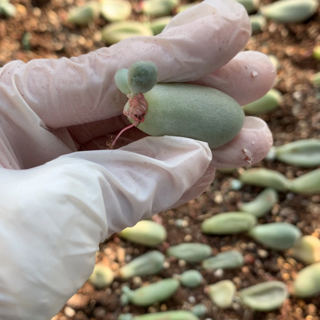 米可奶酪多肉米可奶