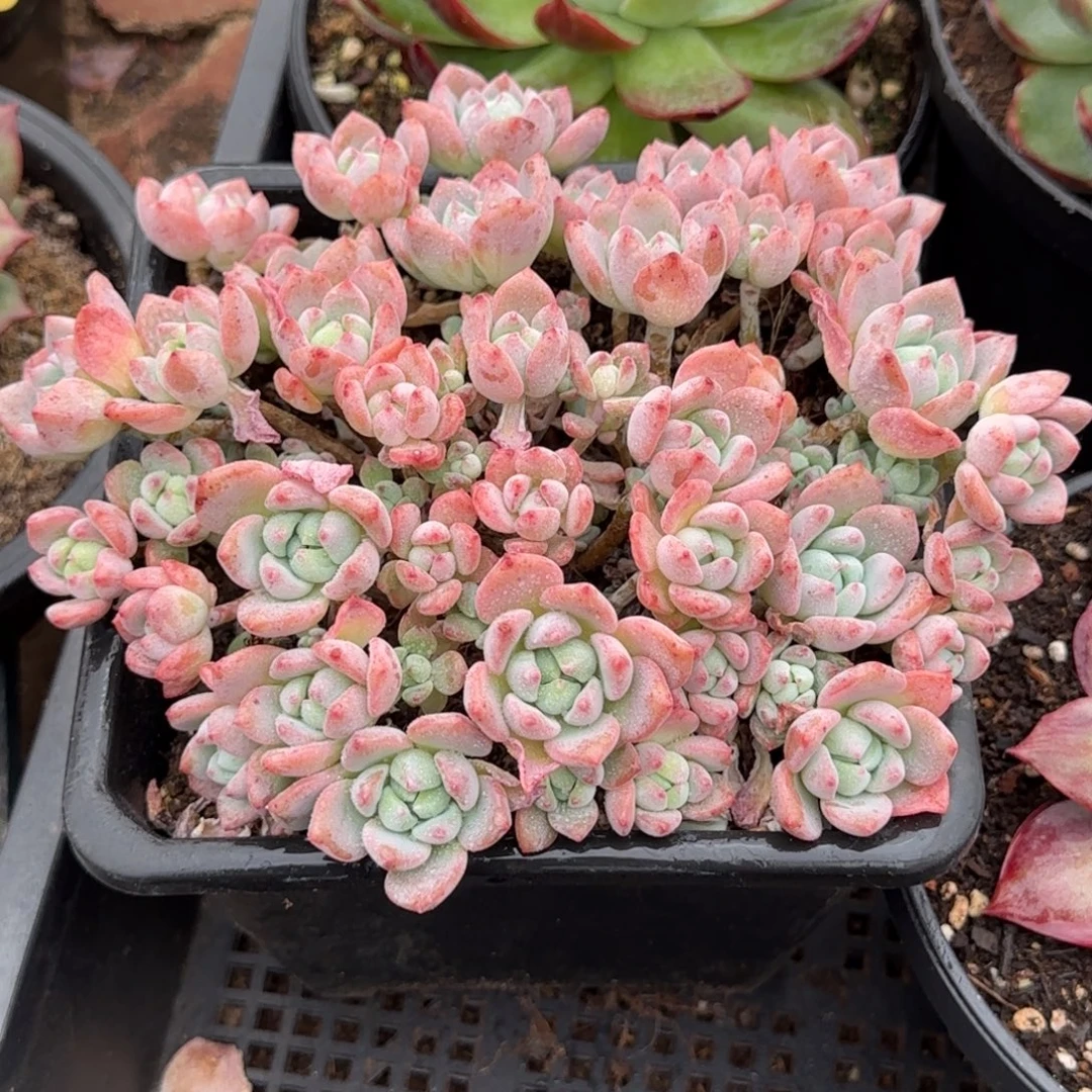 桃酥带香味惊鸿一物一拍包装收缩花旱