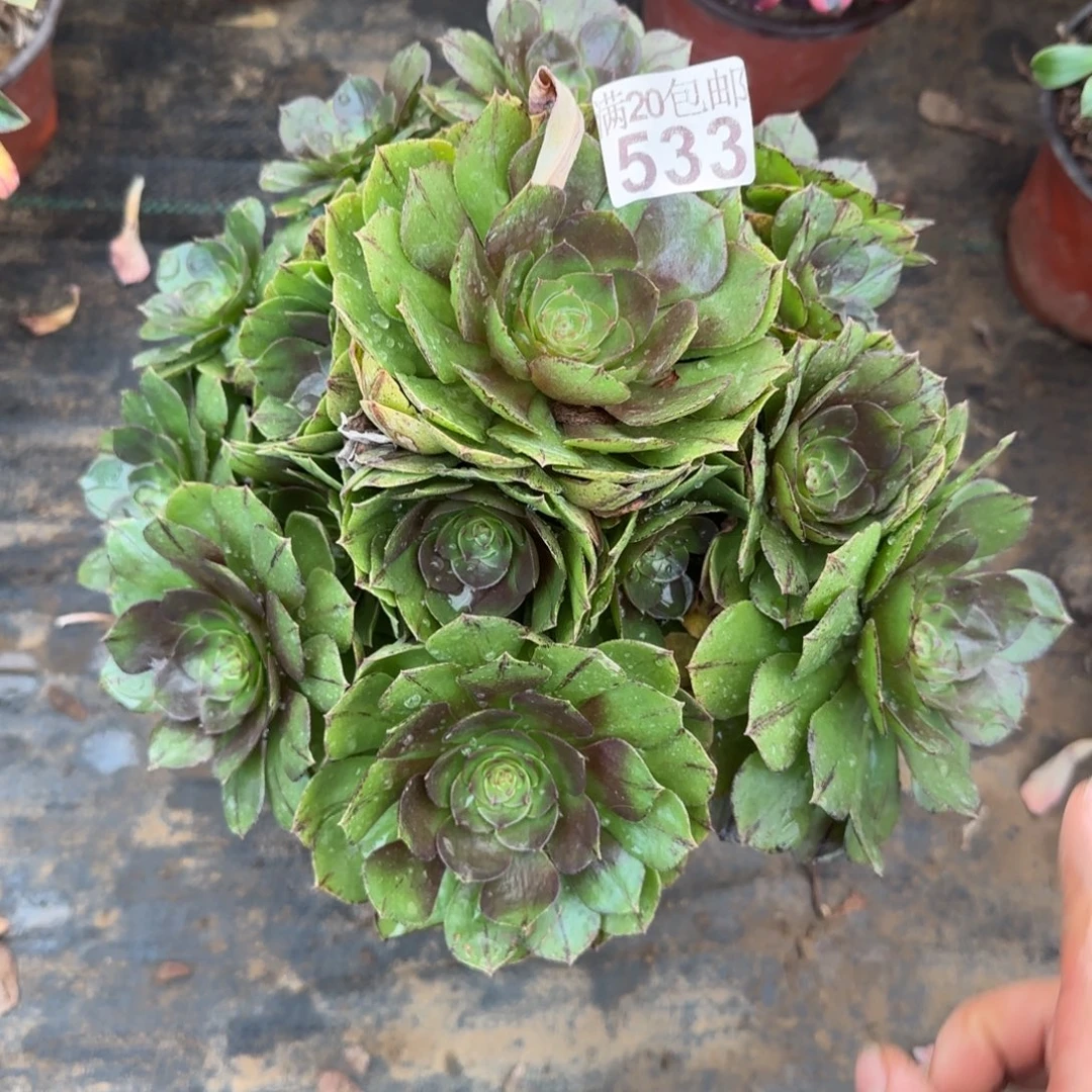 万拉丝533满20包邮断枝不包