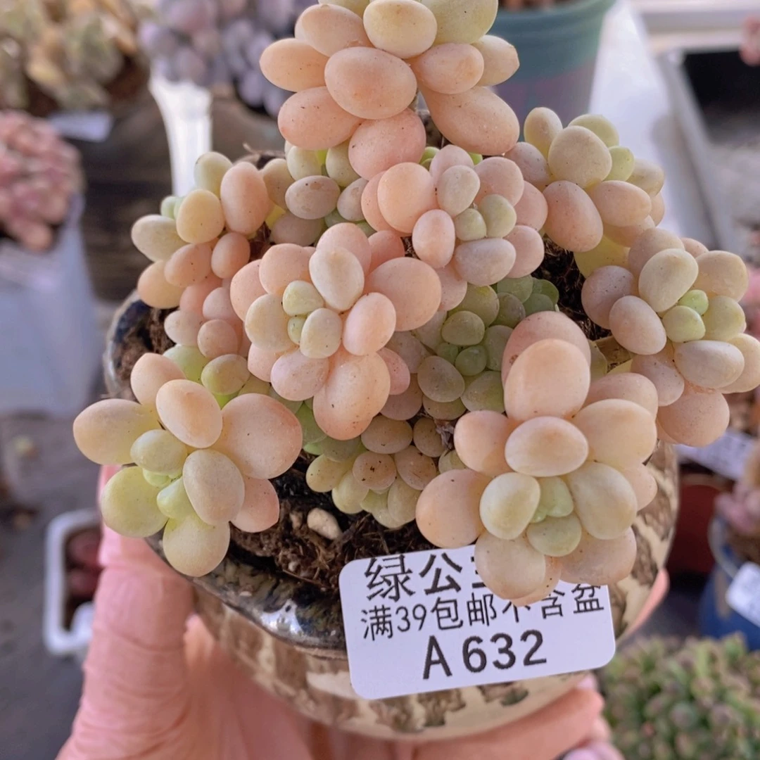 洛可可7cm632多肉植物