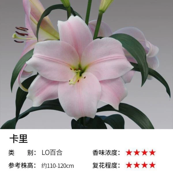 百合粉精灵好看不贵