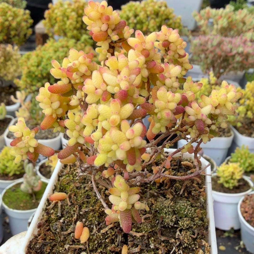 A606糖球3号锦枝干