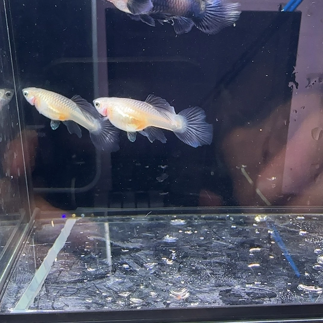孔雀鱼大耳熊猫两对，三个月