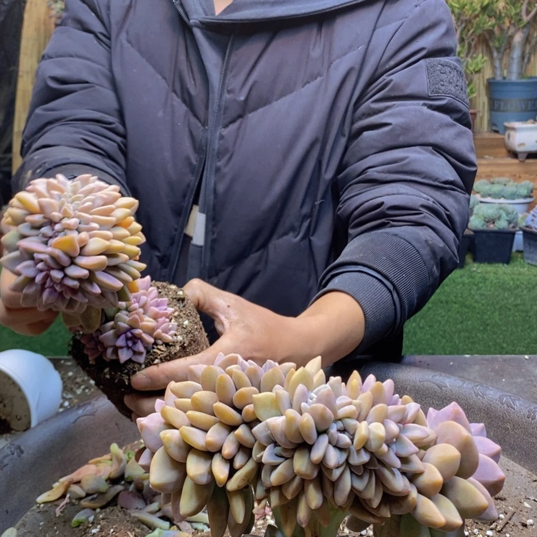 ⭐️**E66号号淡雪缀化多肉