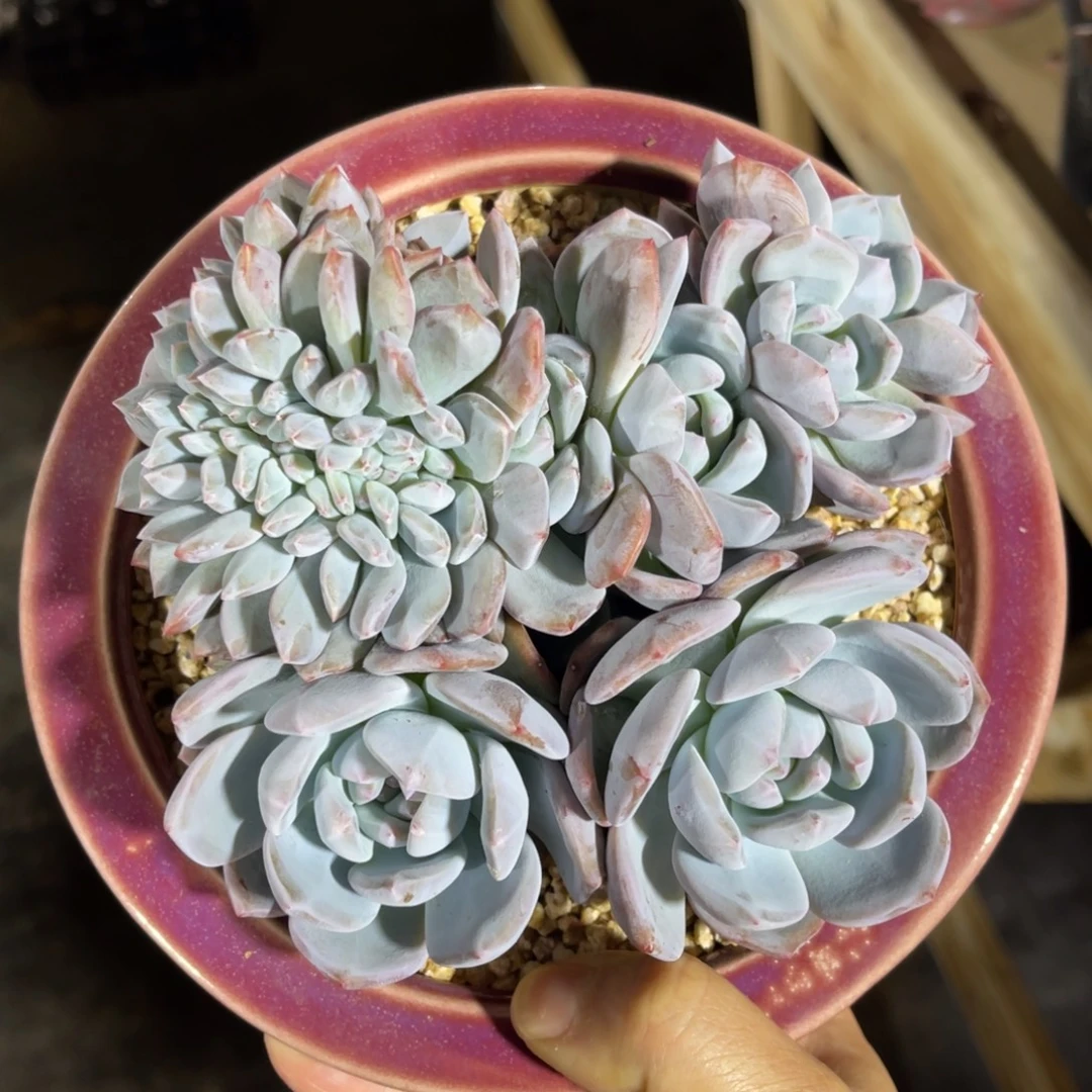 星影朵朵缀有摘特价 一物一拍不支持退换