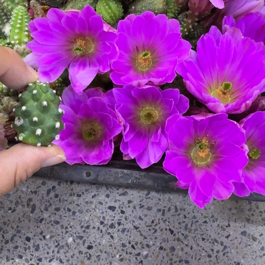 225水仙情郎2个软小，20包邮