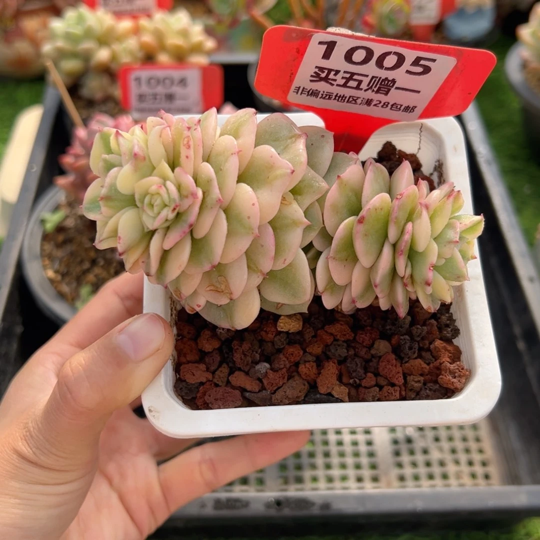 表妹精品多肉1005.