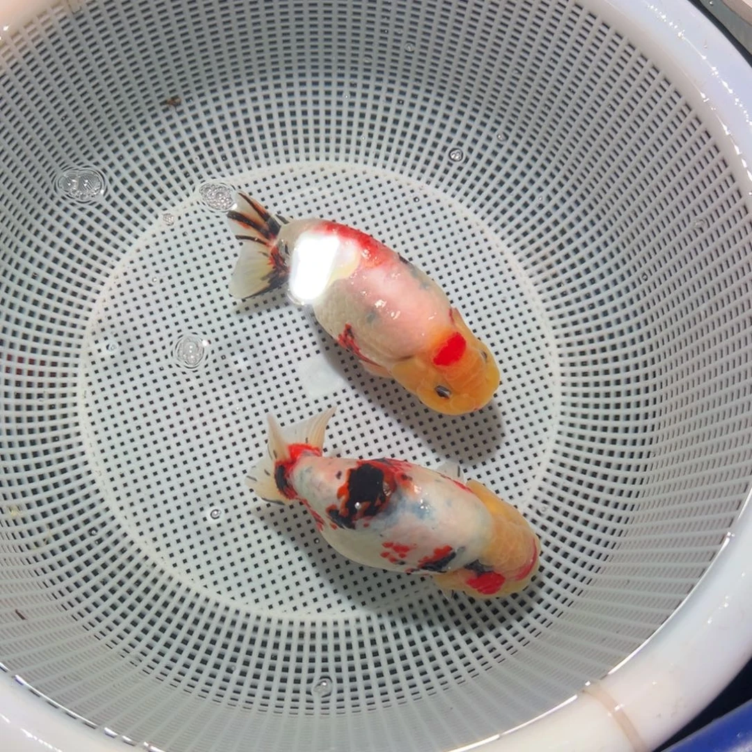 远***~海水鱼潘氏金鱼兰寿金鱼