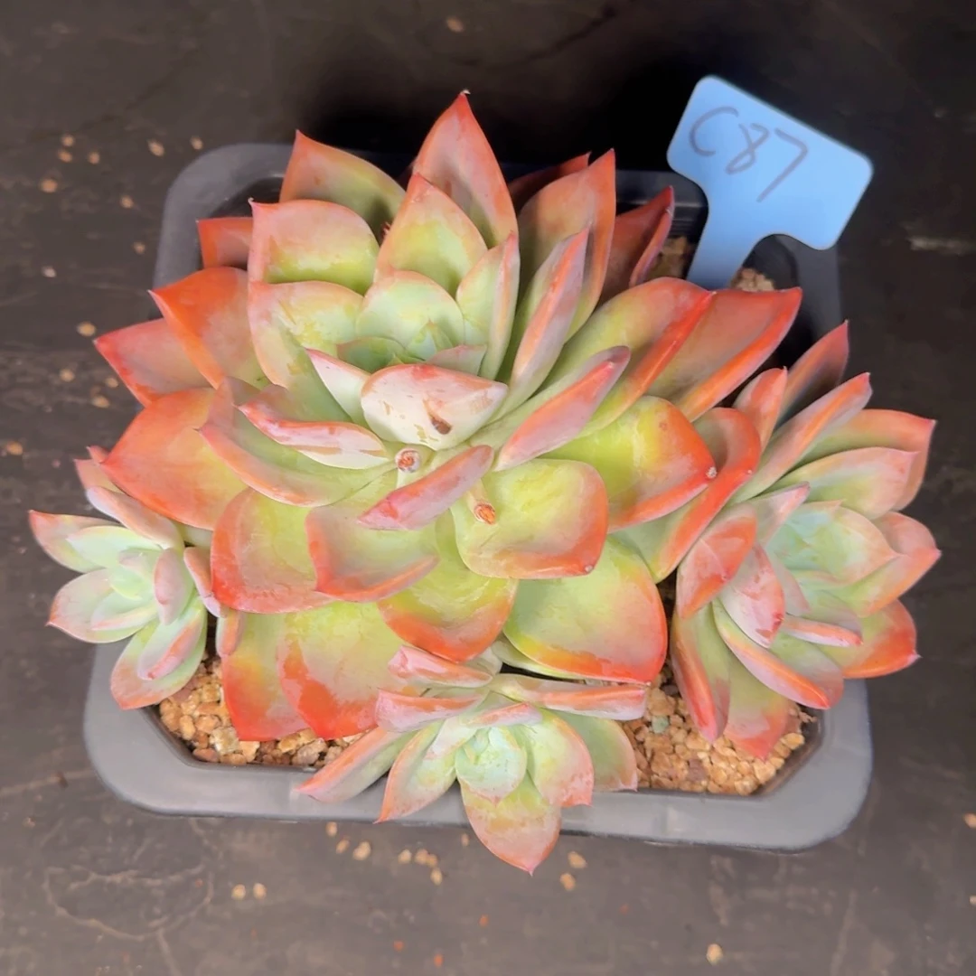 多肉植物的生长发育和