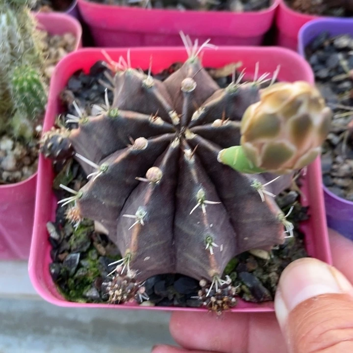 肋骨牡丹实生根一棵有侧球