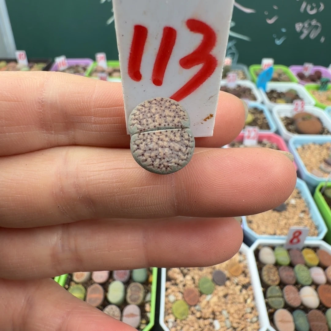 特价血点朝贡 脱土113