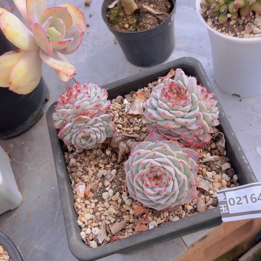 天鹅绒多肉植物02164