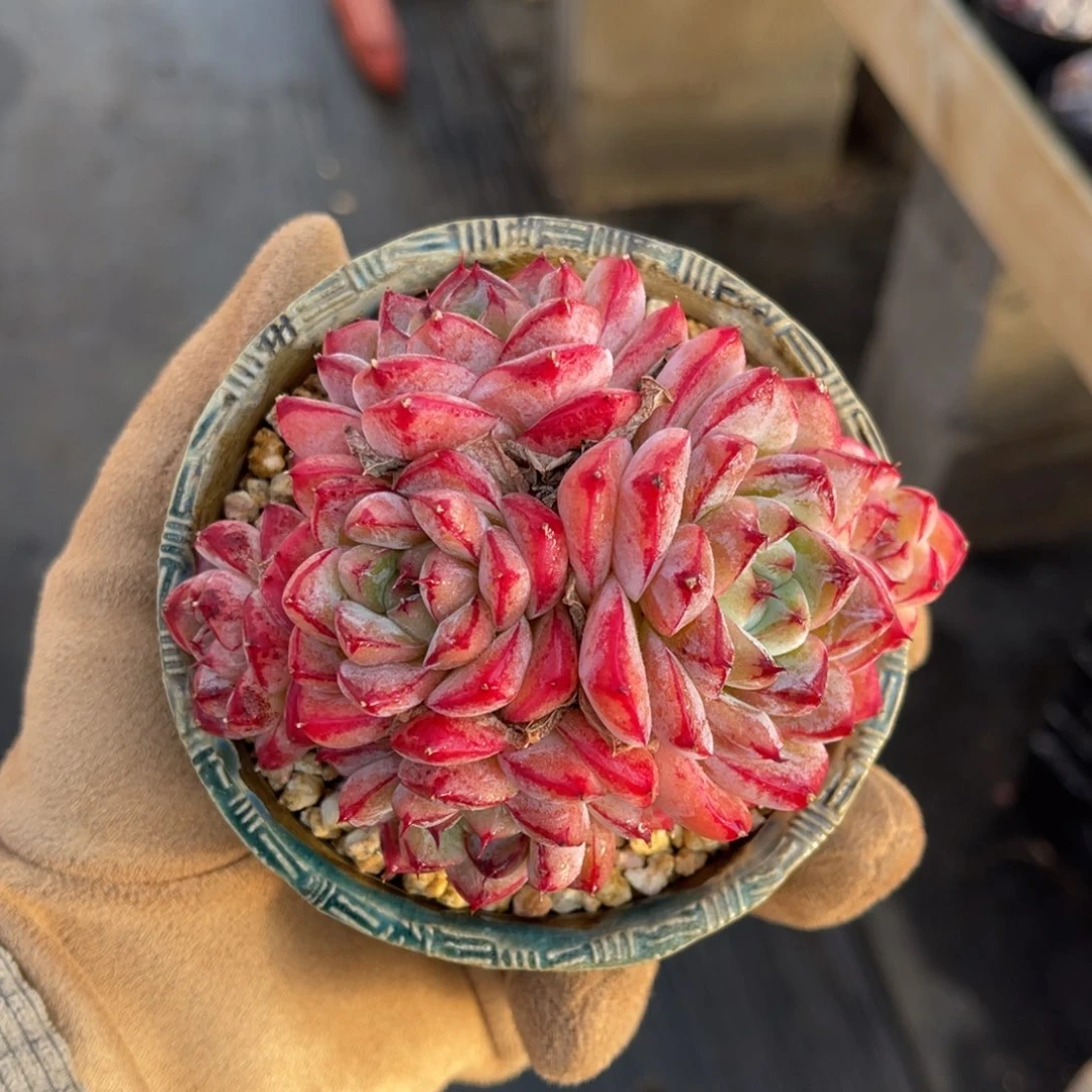 一物一拍不支持退换