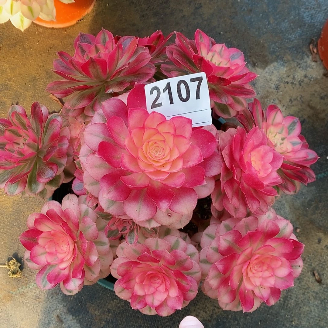 红陶2107倾城4官服23.25