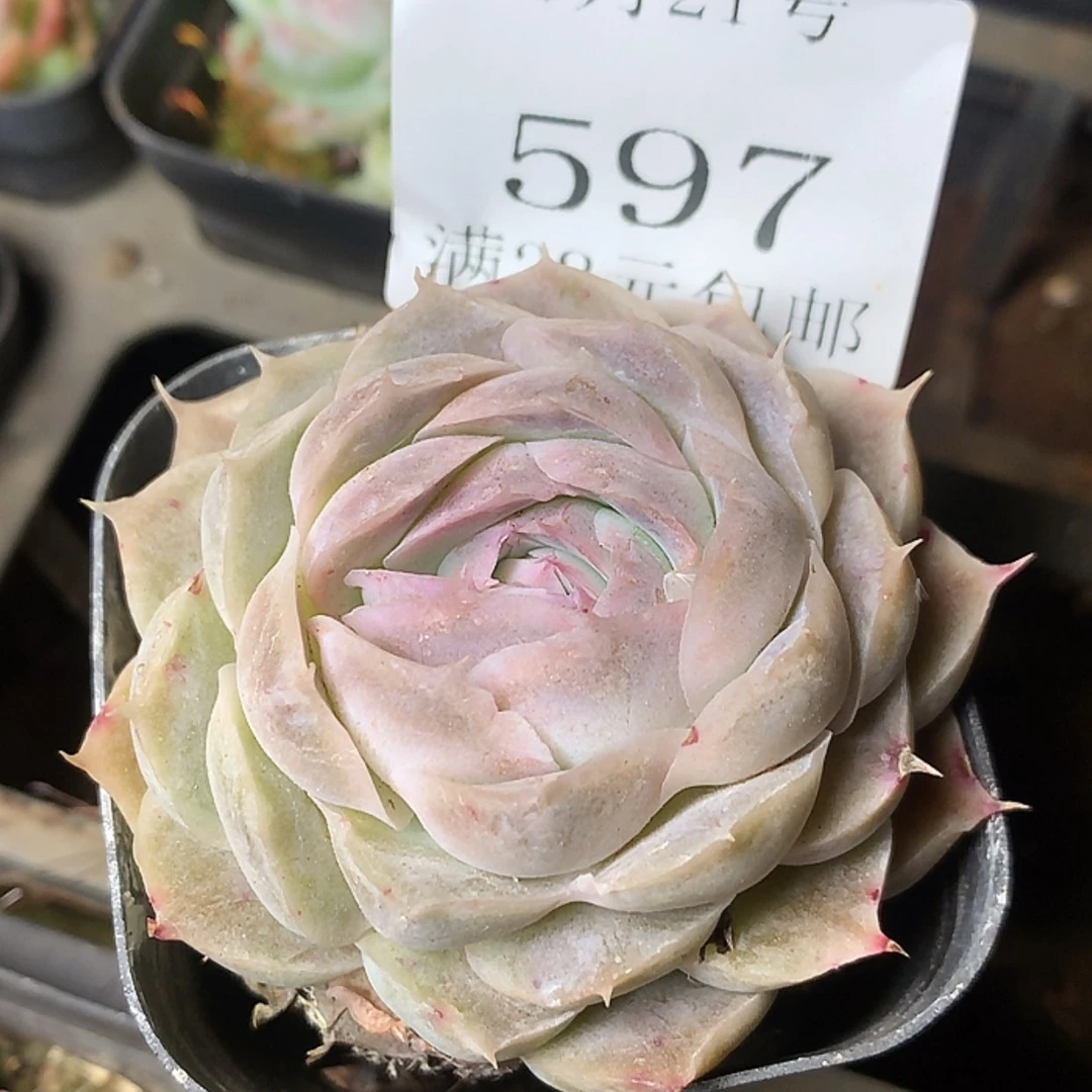 【闪购商品】云597