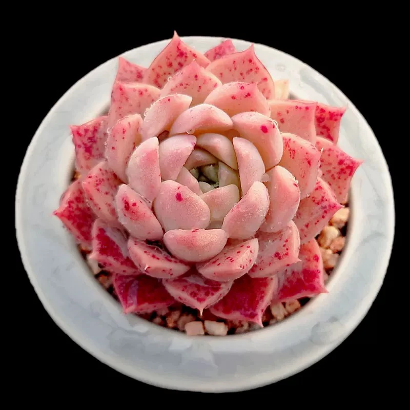 粉色斑点粉斑点多肉植物粉色多肉