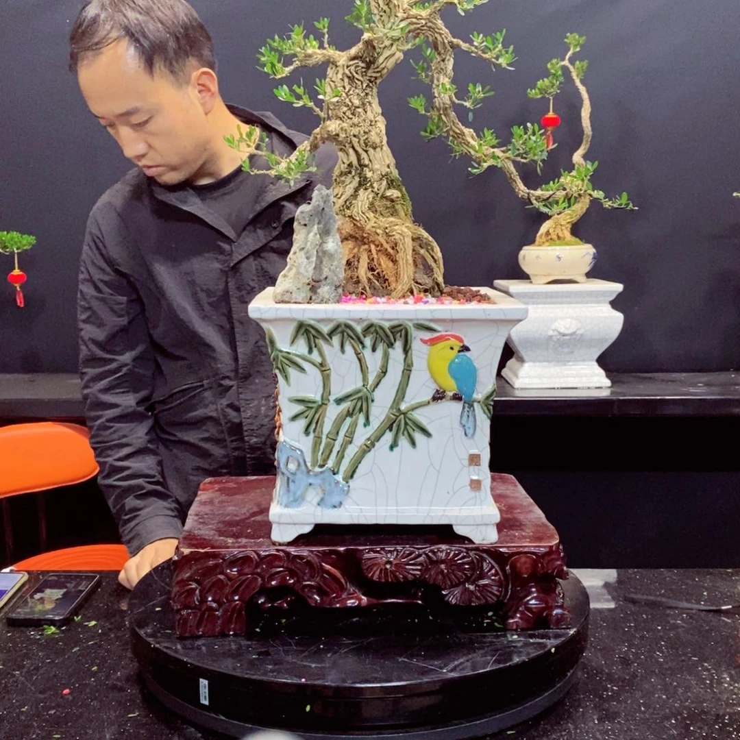 无花朵太*花黄杨盆景雀舌软枝枝