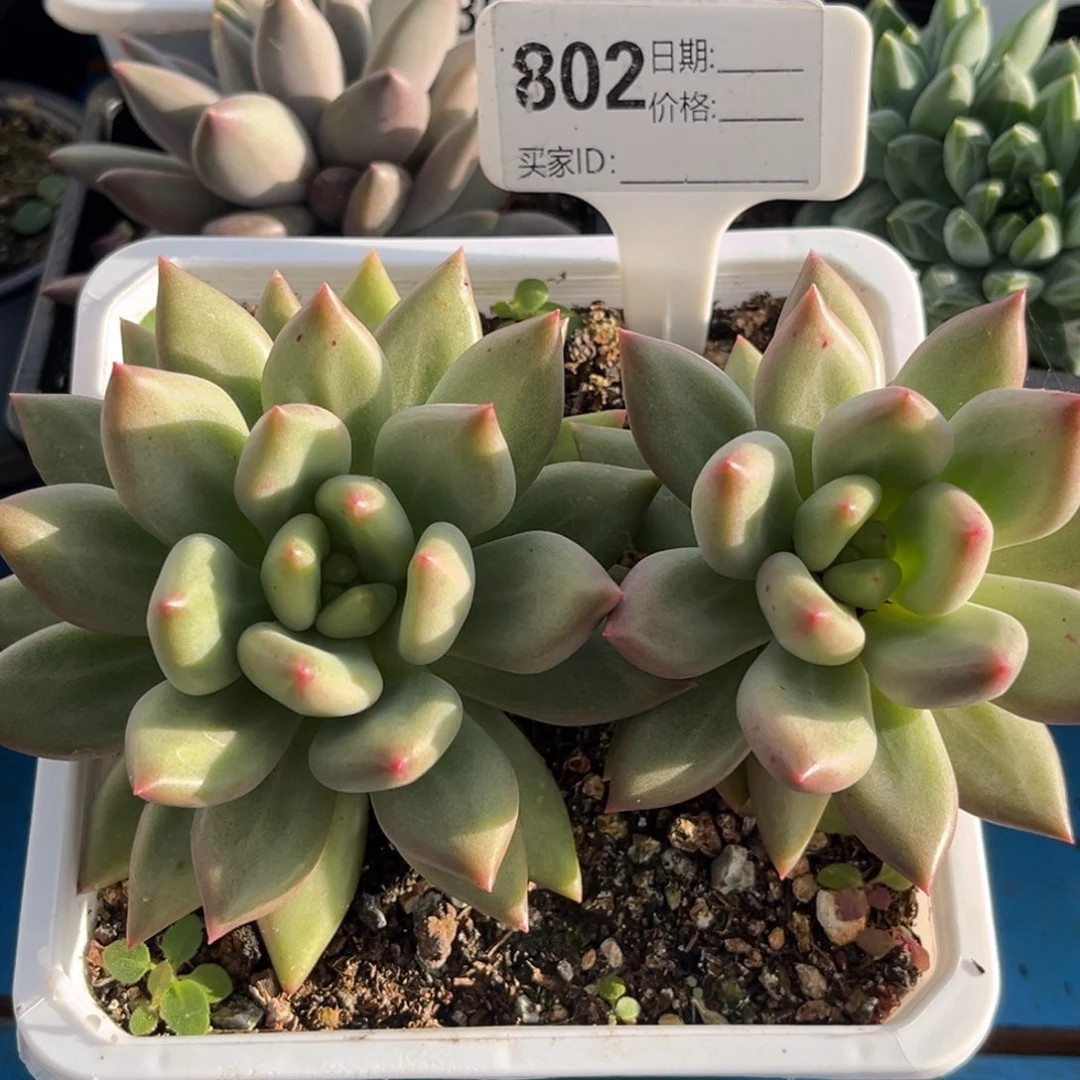 米其林多肉植物802