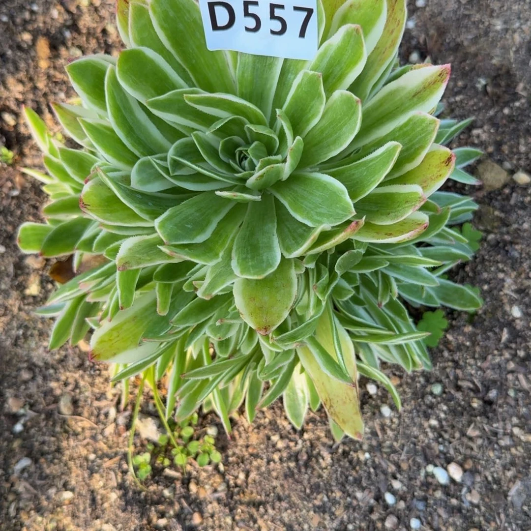 流*557伊丽莎白。 多肉植物