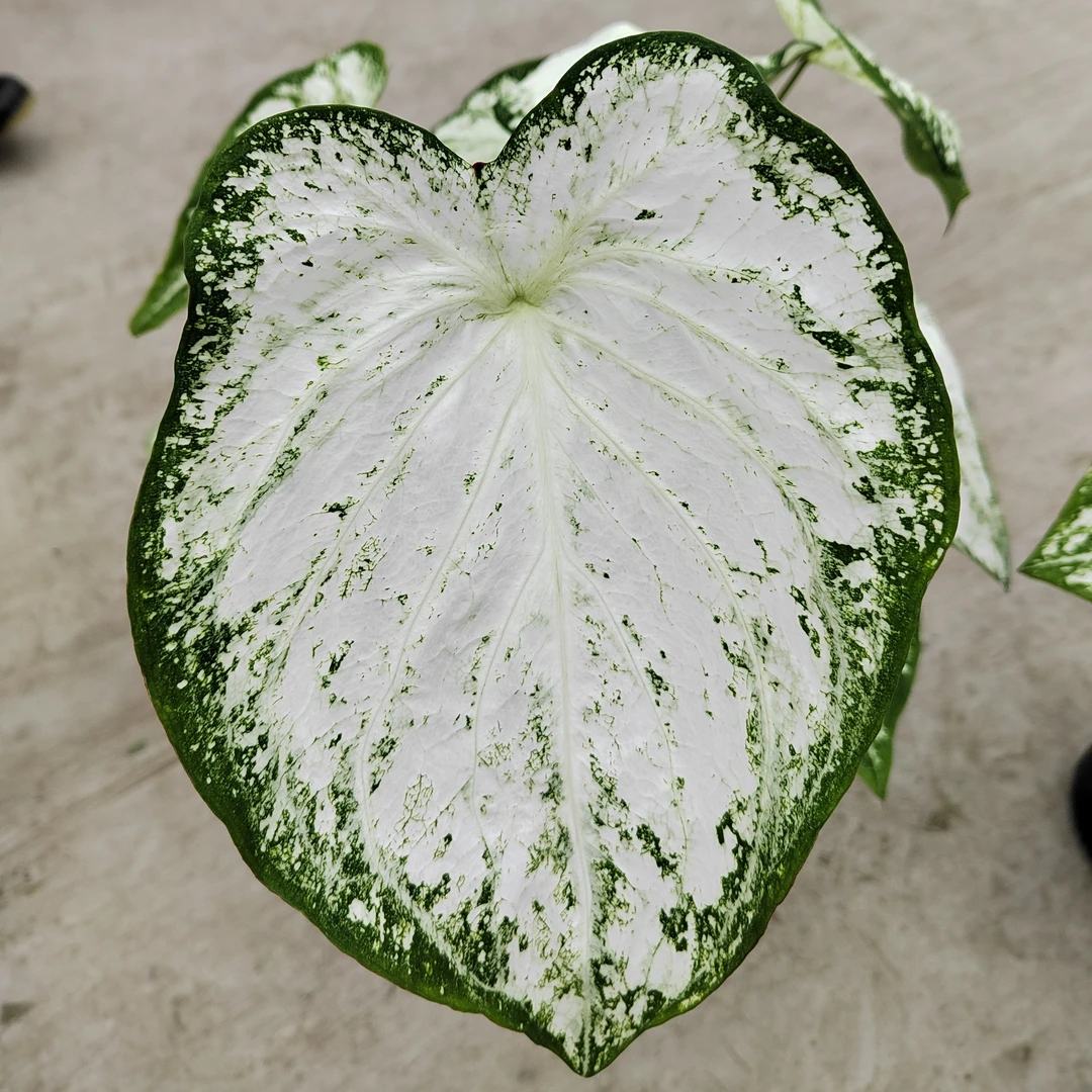 白色帽子彩叶芋室内ins风高颜值彩色大叶片绿植盆栽