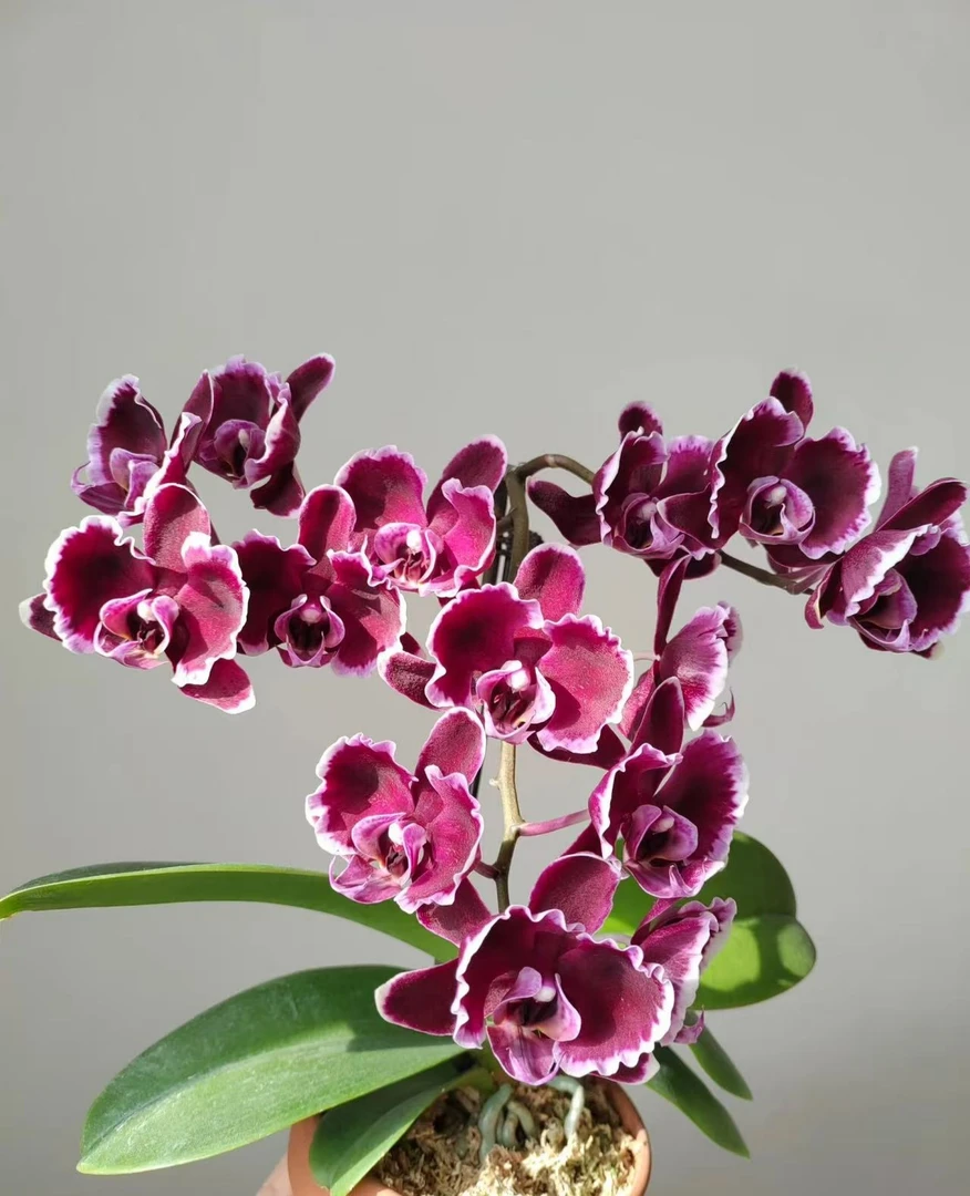 3.5寸加高杯【拉丁舞裙】蝴蝶兰，抽梗苗，叶好根好，可现场挑苗。