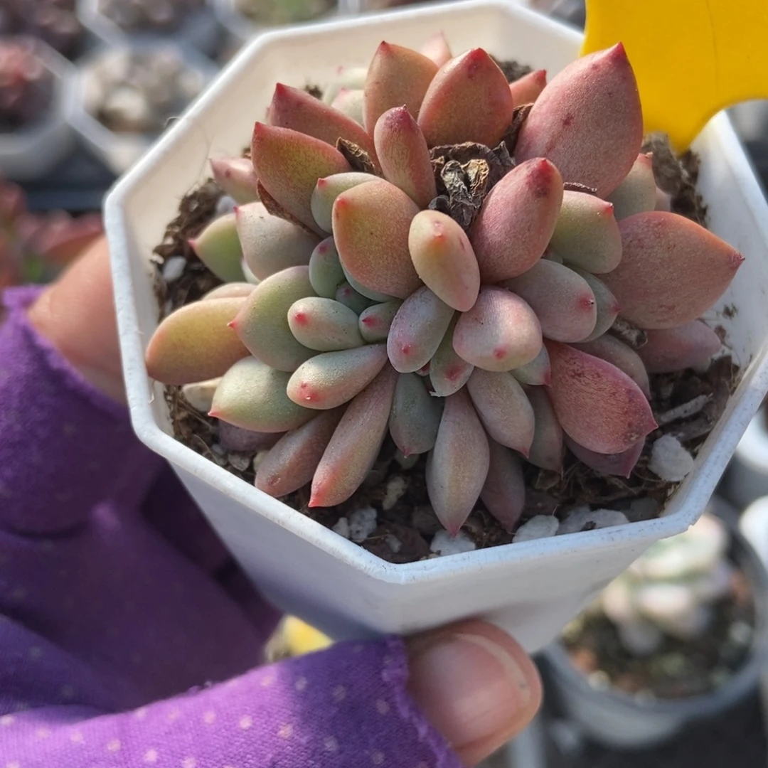 940爱丽儿八头多肉植物