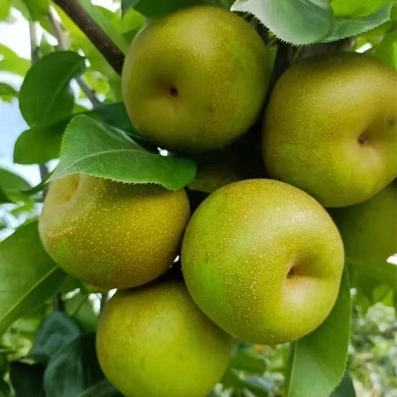 早熟梨青皮梨新鲜水果梨子薄皮脆甜梨子孕妇水果无渣脆梨