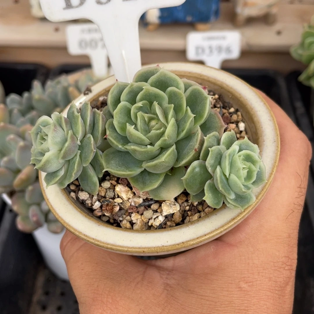 312虾胶不带盆7厘米