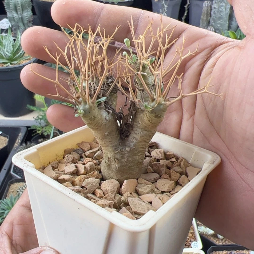 黑鬼殿厚敦菊一物一拍带盆发