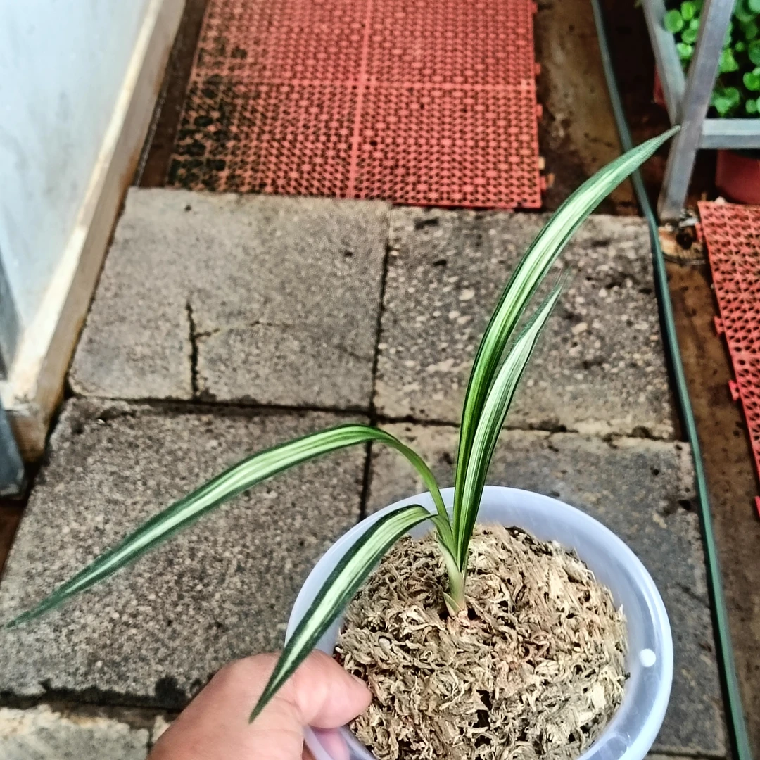 大帽中透艺草花艺双全阳台客厅优质兰花盆栽