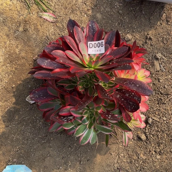 006凤冠量多肉法师不包断枝