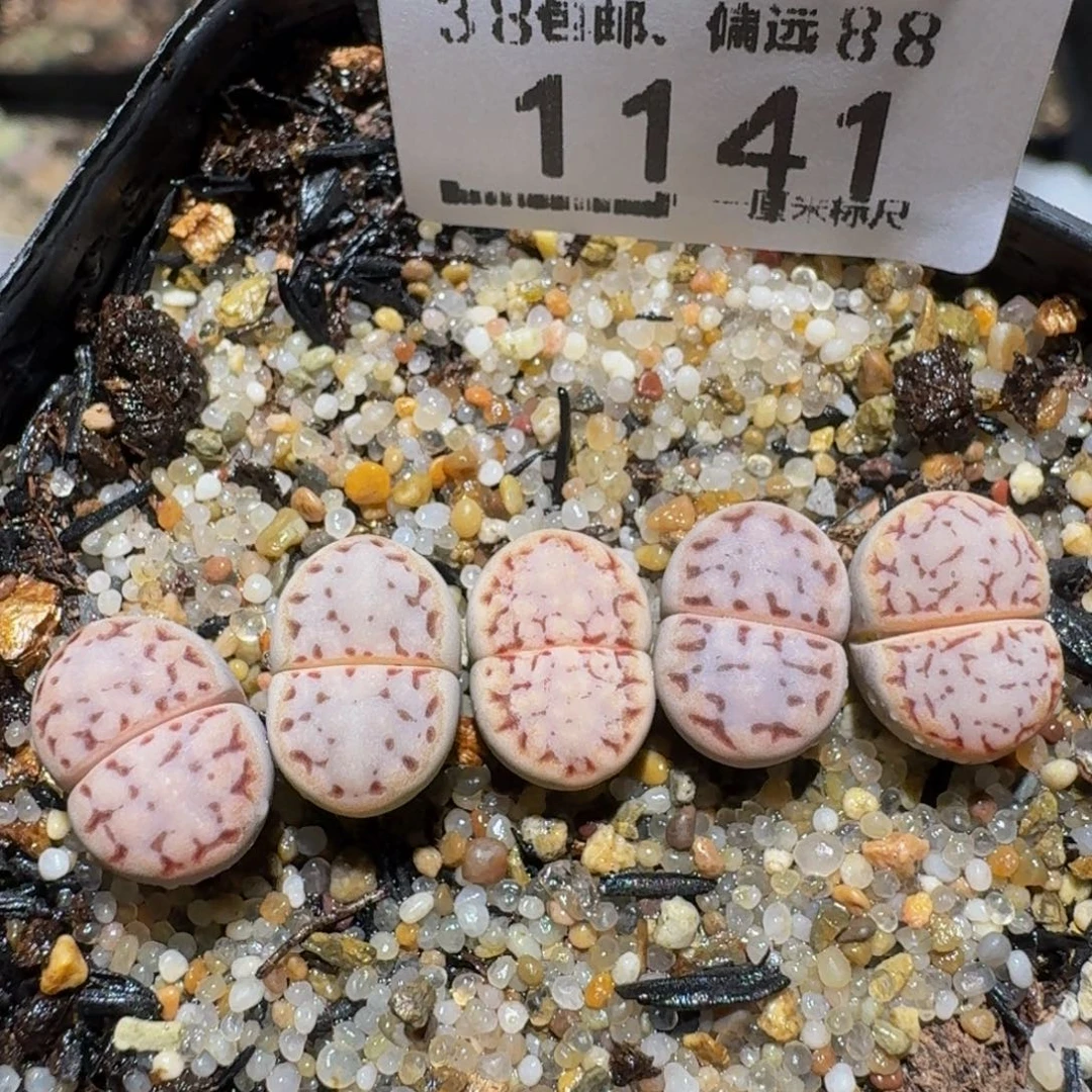 zzzz生石花肉锥1141